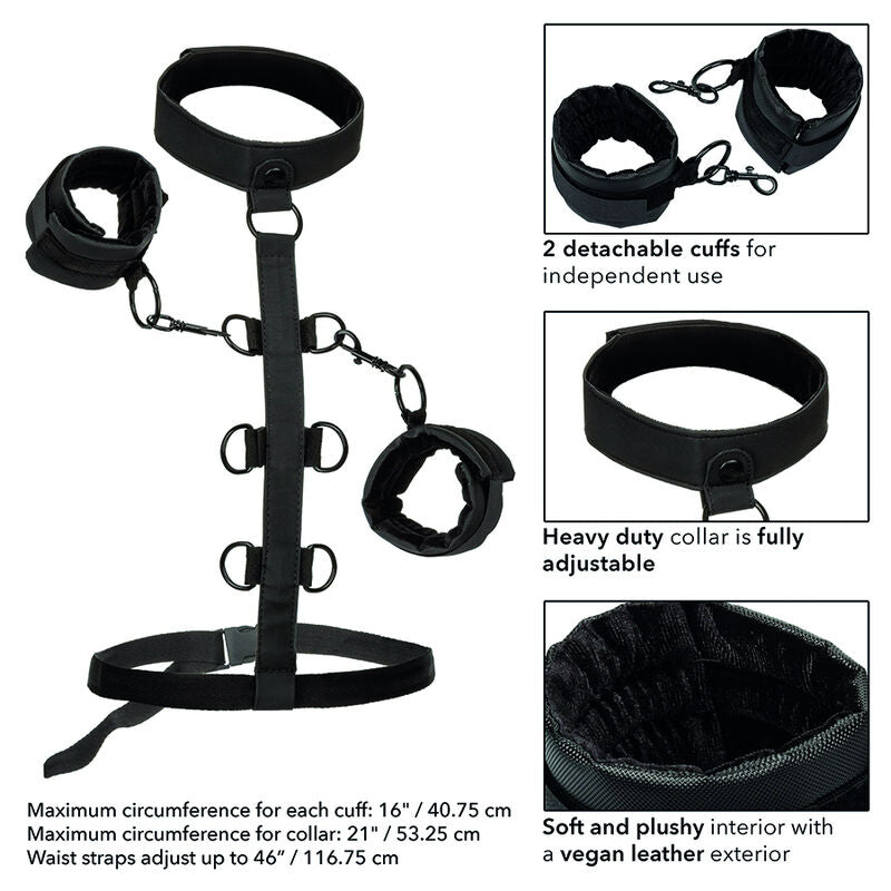 CALEXOTICS - BOUNDLESS COLLIER DE RETENUE CALEXOTICS