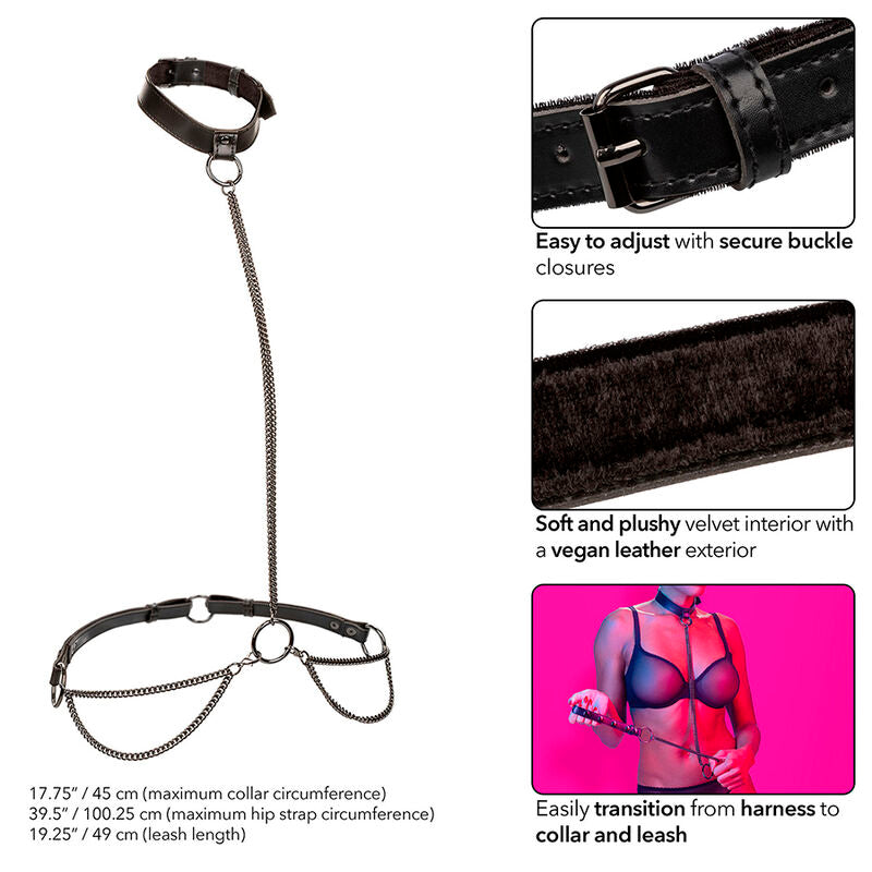 CALEXOTICS - EUPHORIA COLLIER ET LAISSE CHAINE CALEXOTICS